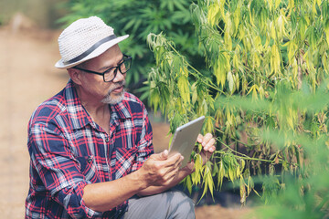 cannabis research A smart male farmer inspects and researches marijuana plants in a greenhouse. Dying marijuana plant close up