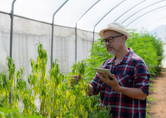 cannabis research A smart male farmer inspects and researches marijuana plants in a greenhouse. Dying marijuana plant close up