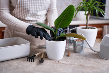 Woman planting Ficus elastica Rooted cutting at home