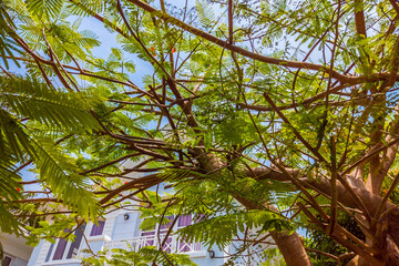 Nature frame deciduous tree top crown plant grow green leaves foliage blue sky cloud sun background