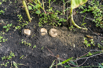 field mushrooms. a group of large mushrooms in a meadow along the modern road