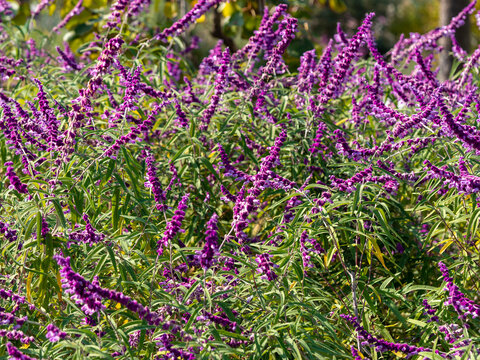 メキシカンセージ Images Browse 140 Stock Photos Vectors And Video Adobe Stock