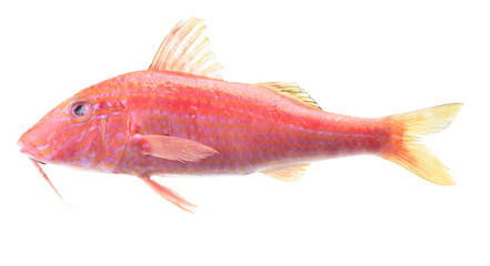 Red mullet fish isolated on white