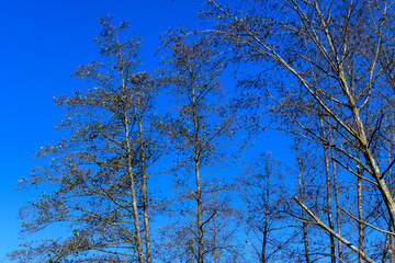 alder tree in november nearby the danube river