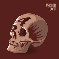 Skull Number 4 Illustration
