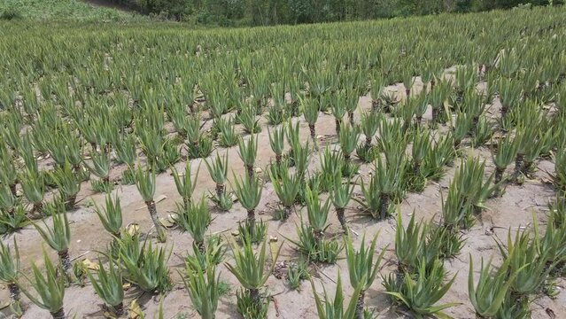 Aloe Vera leaf , natural in farm garden Plantation, aerial video