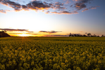 Canola Field/ Rapseed Plant - Sunset.