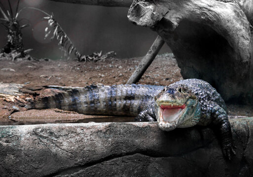 Crocodile on the rock side