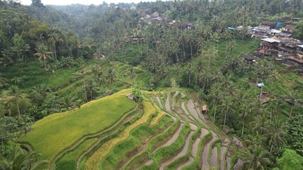 Bali, Indonesia - November 10, 2022: The Tegalalang Terrace Rice Fields