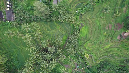 Bali, Indonesia - November 10, 2022: The Tegalalang Terrace Rice Fields