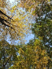 Low angle shot of yellow high trees wth blue sky on a sunny day