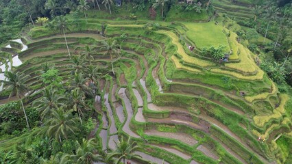 Fototapeta na wymiar Bali, Indonesia - November 10, 2022: The Tegalalang Terrace Rice Fields