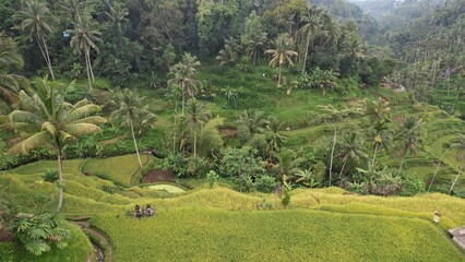 Bali, Indonesia - November 10, 2022: The Tegalalang Terrace Rice Fields