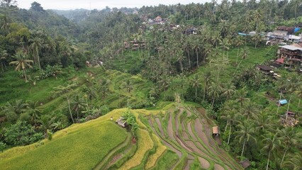 Bali, Indonesia - November 10, 2022: The Tegalalang Terrace Rice Fields