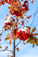 Clusters of red mountain ash covered with snow against the blue sky. Natural background and beauty of nature