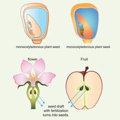 Energy Production Ways in the Cell. Biology shape vector