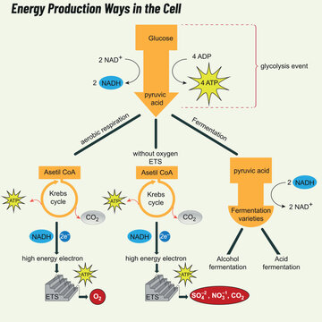 Energy Production Ways in the Cell. Biology shape vector