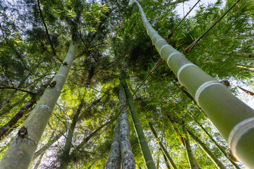Fototapeta premium trees in the garden