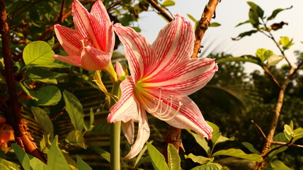 The beauty of garden