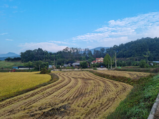 Fototapeta na wymiar Autumn rice field and rural landscape.