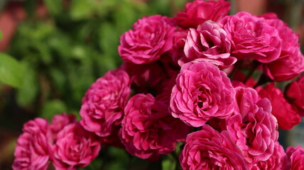 Small pink roses