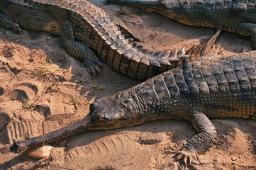 Gharial crocodiles on the bank of the river in Chitwan National park