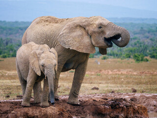 African bush elephant (Loxodonta africana) drinking at a waterhole. Eastern Cape. South Africa