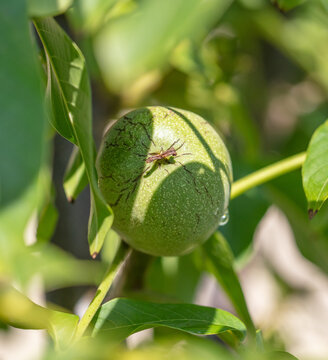 Ripe walnut on the branches of a tree.