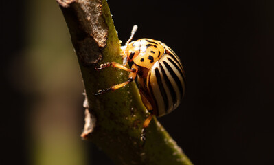Coloracian beetle on an eggplant plant in the vegetable garden.