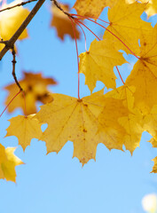 Yellow maple leaves on the tree in autumn.