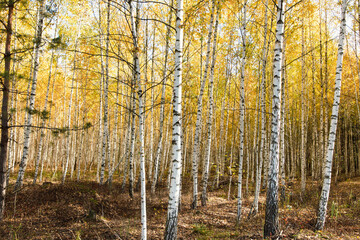 Yellow leaves on a birch tree in autumn.