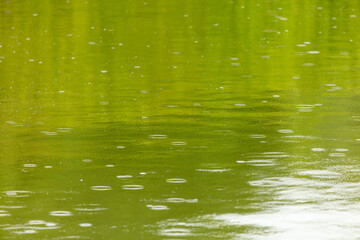 Raindrops on the surface of the water in the pond.