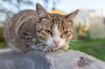 Portrait of a cat in nature.