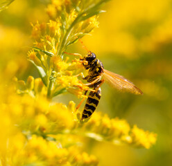 Wasp on a yellow flower.