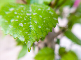 green leaf with water drops wallpaper nature plant