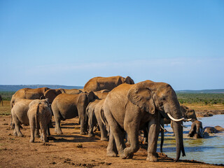Fototapeta premium African bush elephant (Loxodonta africana) drinking at a waterhole. Eastern Cape. South Africa