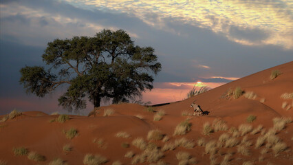 Obraz premium huge sand dunes in the Namib Desert with trees in the foreground of Namibia