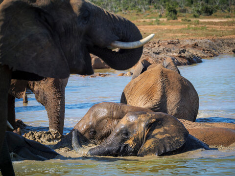African bush elephant (Loxodonta africana) drinking at and swimming in a waterhole. Eastern Cape. South Africa