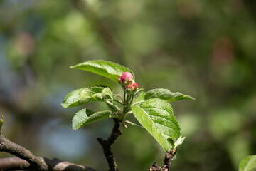 Sprig flowering fluffy rosebuds and tender green leaves apple tree in the spring garden