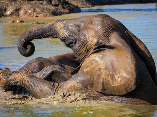 African bush elephant (Loxodonta africana) drinking at and swimming in a waterhole. Eastern Cape....