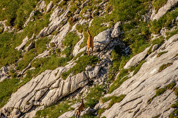 Chamois in Julian alps, Slovenia	
