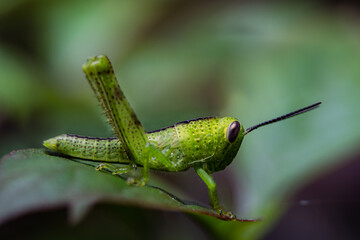 green grasshopper sitting on a green leaf
