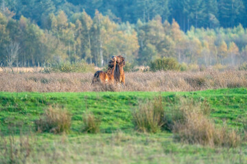 Two fighting wild brown Exmoor ponies, against a forest and reed background. Biting, rearing and hitting. autumn colors in winter. Selective focus, lonely, two animals, fight, stallion, mare