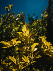 Yellow foliage
