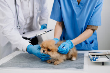 Two doctors are examining him. Veterinary medicine concept. Pomeranian in veterinary clinic..