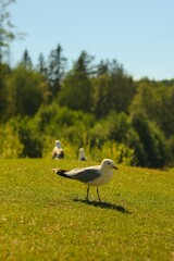 Vertical closeup of seagulls perched on green grass in a park in Norway