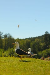 Vertical closeup of seagulls perched on green grass in a park in Norway