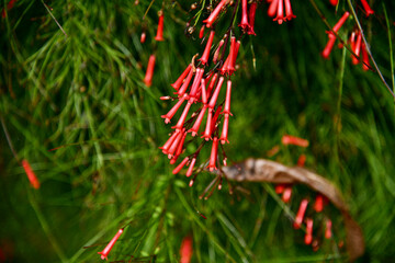 red flowers Coral plant, Fountain plant, Stave-wood, Surinam quassia wood