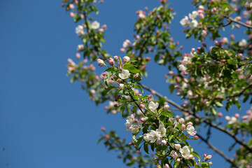 Cherry branches with white flowers and green leaves on a blue sky background.