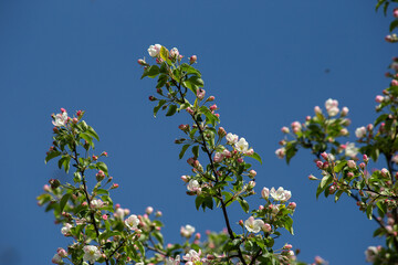 Cherry branches with white flowers and green leaves on a blue sky background.